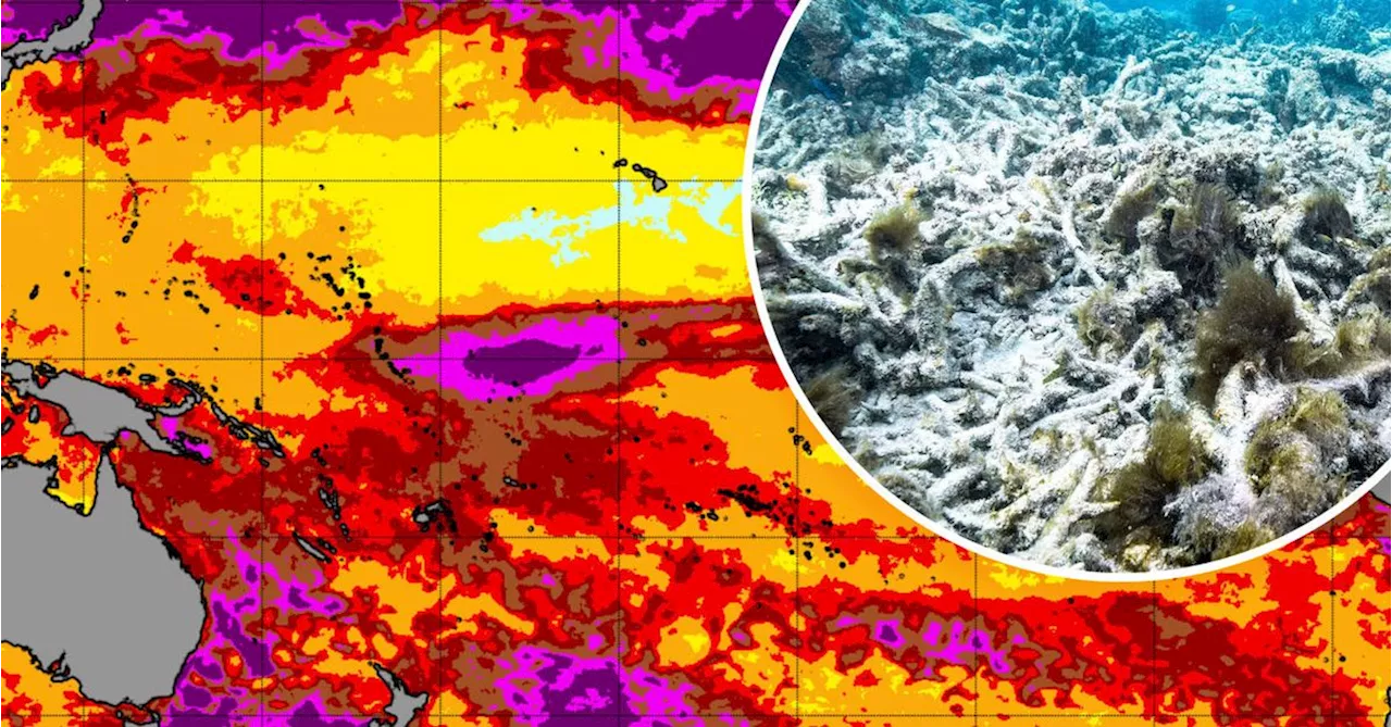 Great Barrier Reef hit in 'devastating' fourth global coral bleaching event