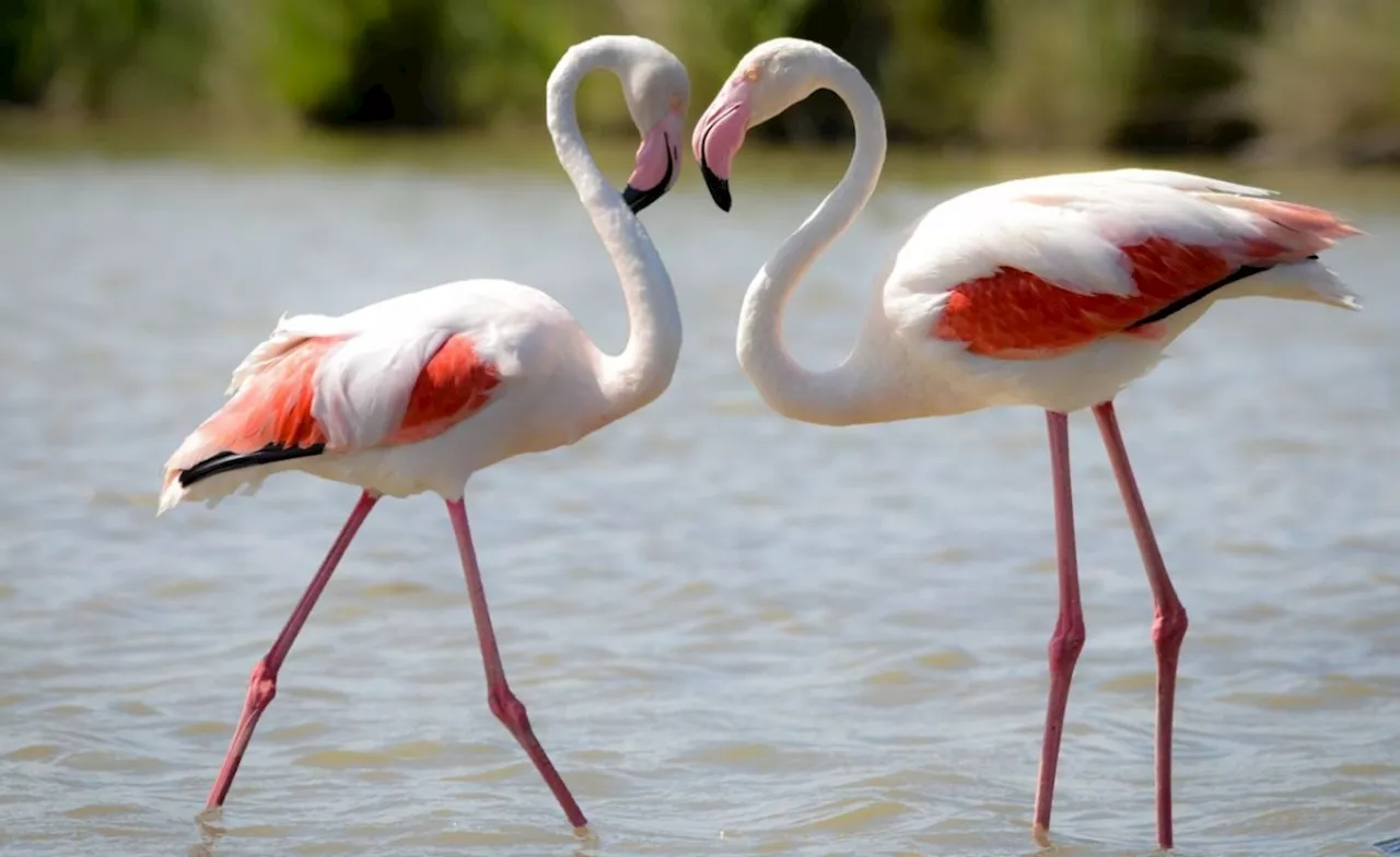 East Africa's 'Soda Lakes' Are Rising, Threatening Their Iconic Flamingos