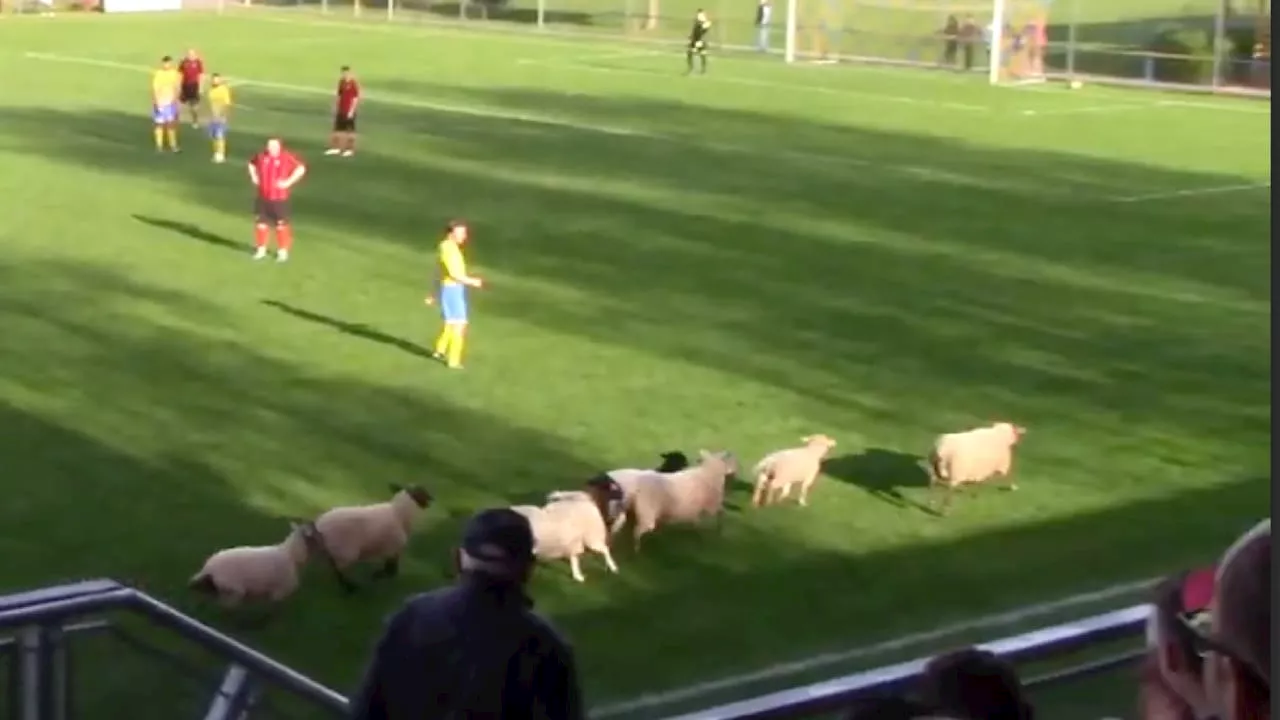 Fußball: Tierischer Platzsturm sorgt für Spielunterbrechung