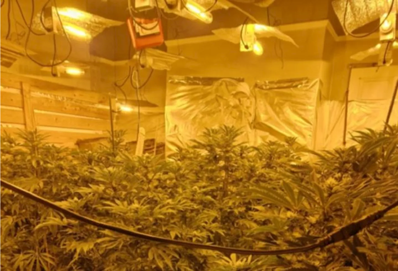 Man arrested after cannabis farm discovered on Fulwood street