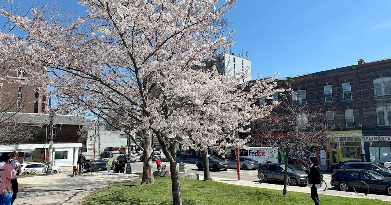 The cherry blossoms have started to bloom at Trinity Bellwoods Park