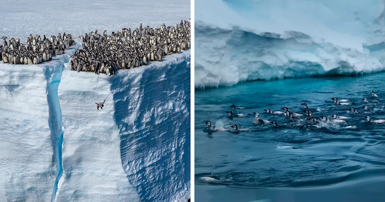 700 Emperor Penguin Chicks Take Their First Plunge into Frigid Waters