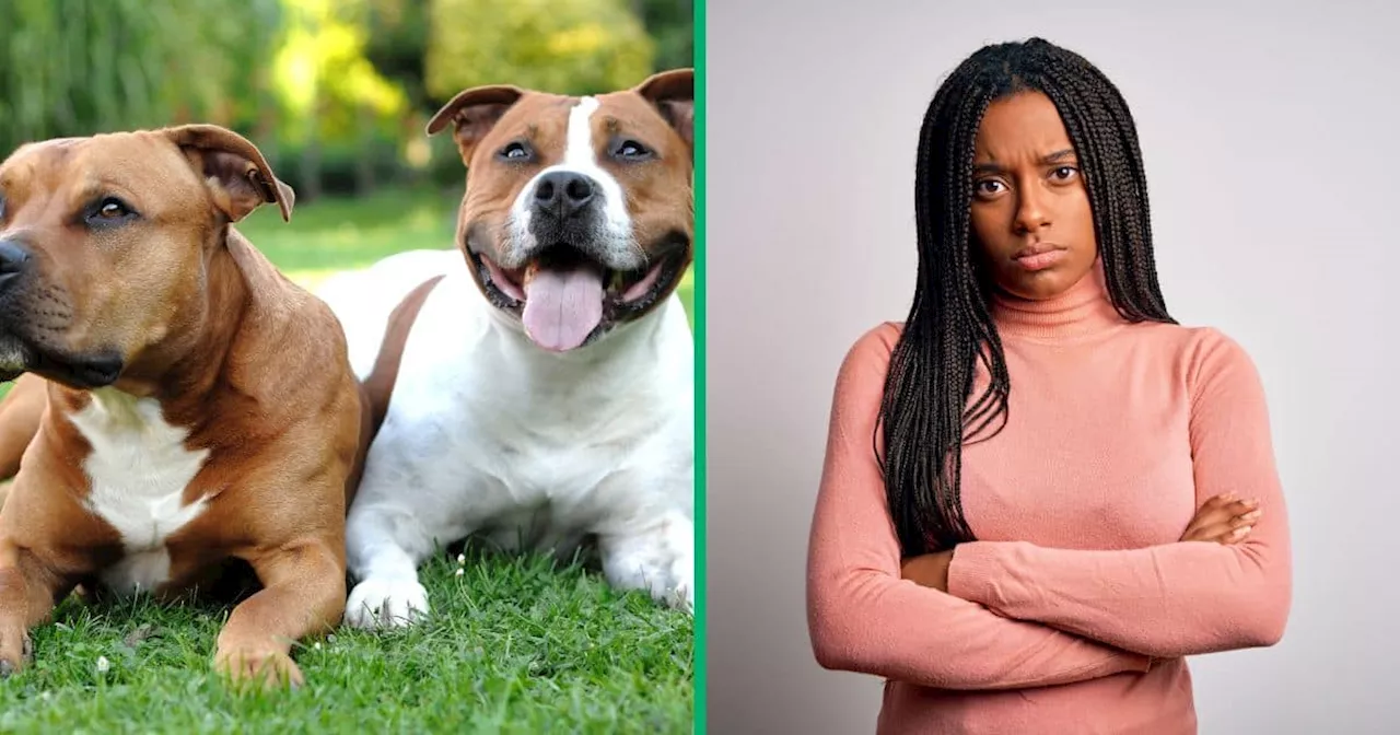 South Africans Slam Dog Owner After Pit Bulls Maul North West Resident