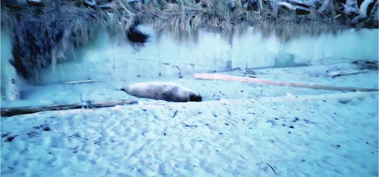 Emerson the elephant seal back in town just days after being relocated