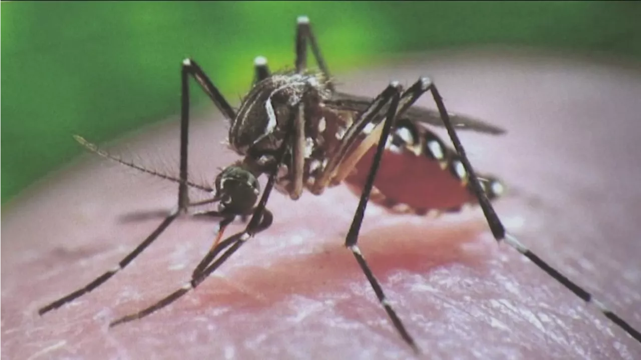 Invasive 'ankle biter' mosquitos detected in San Diego