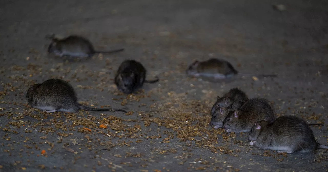 New York City concerned about illness and even death related to rat urine