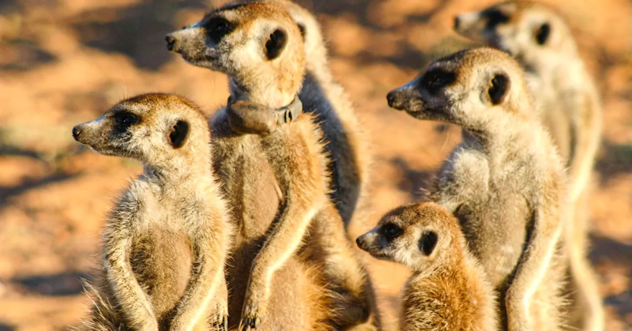 Meerkat Manor: Animal Planet Series to Become Animated Movie From Warner Bros.