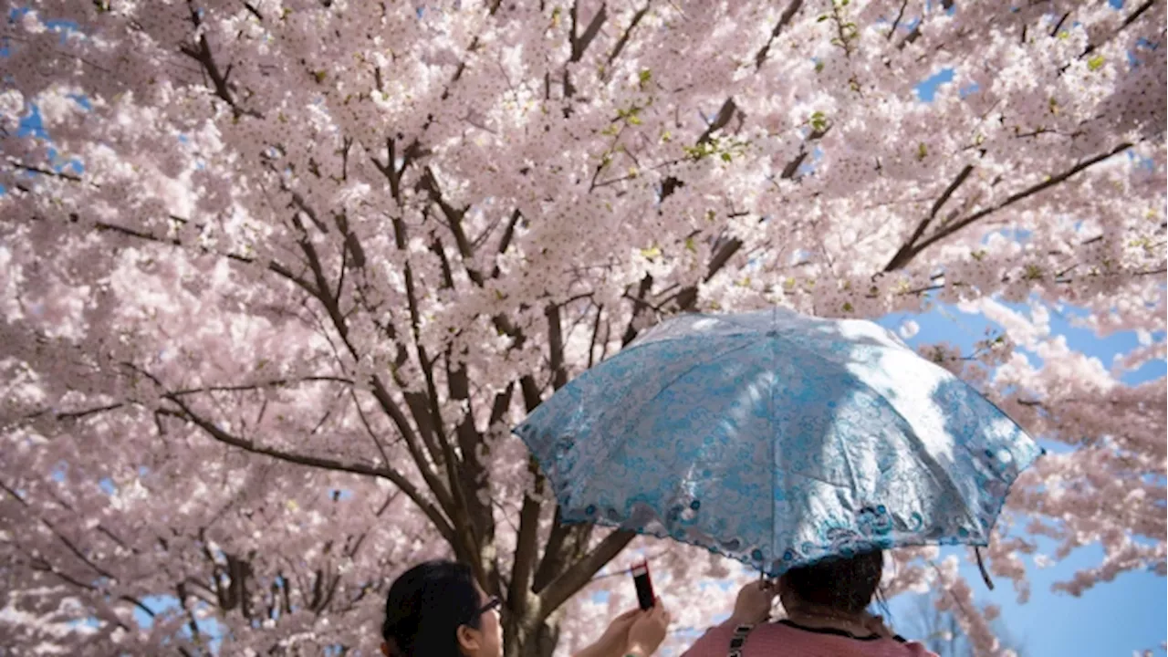 Cherry blossoms in Toronto High Park peak bloom next Monday