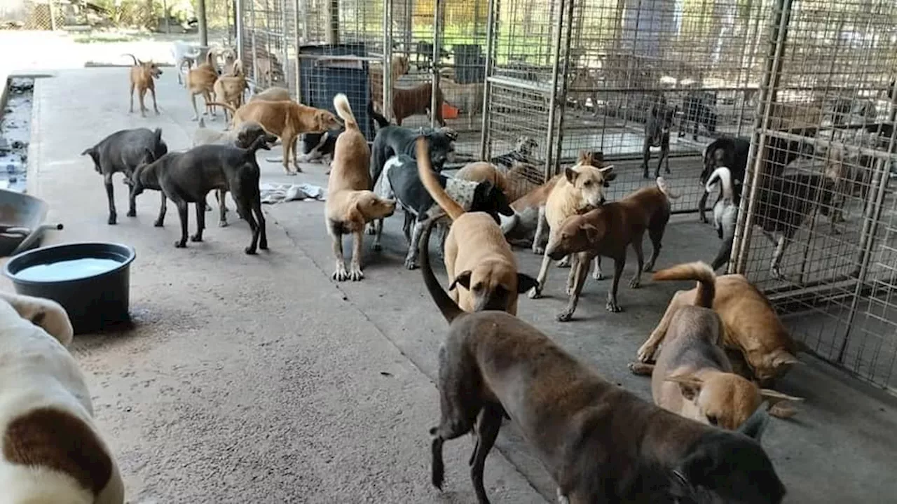 SPCA Sandakan rayu sokongan segera atasi krisis anjing liar