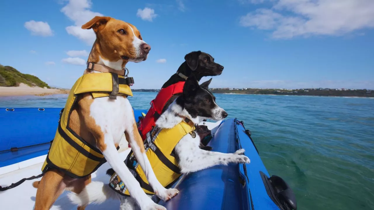 Sandi and the Salty Sea Dogs teaches young readers about the thriving False Bay ecosystem