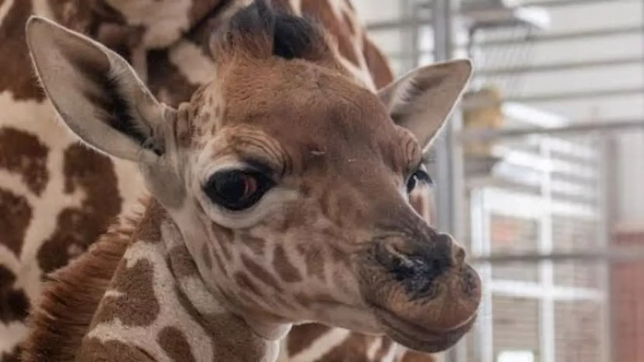 Dallas Zoo welcomes new baby giraffe, born April 1