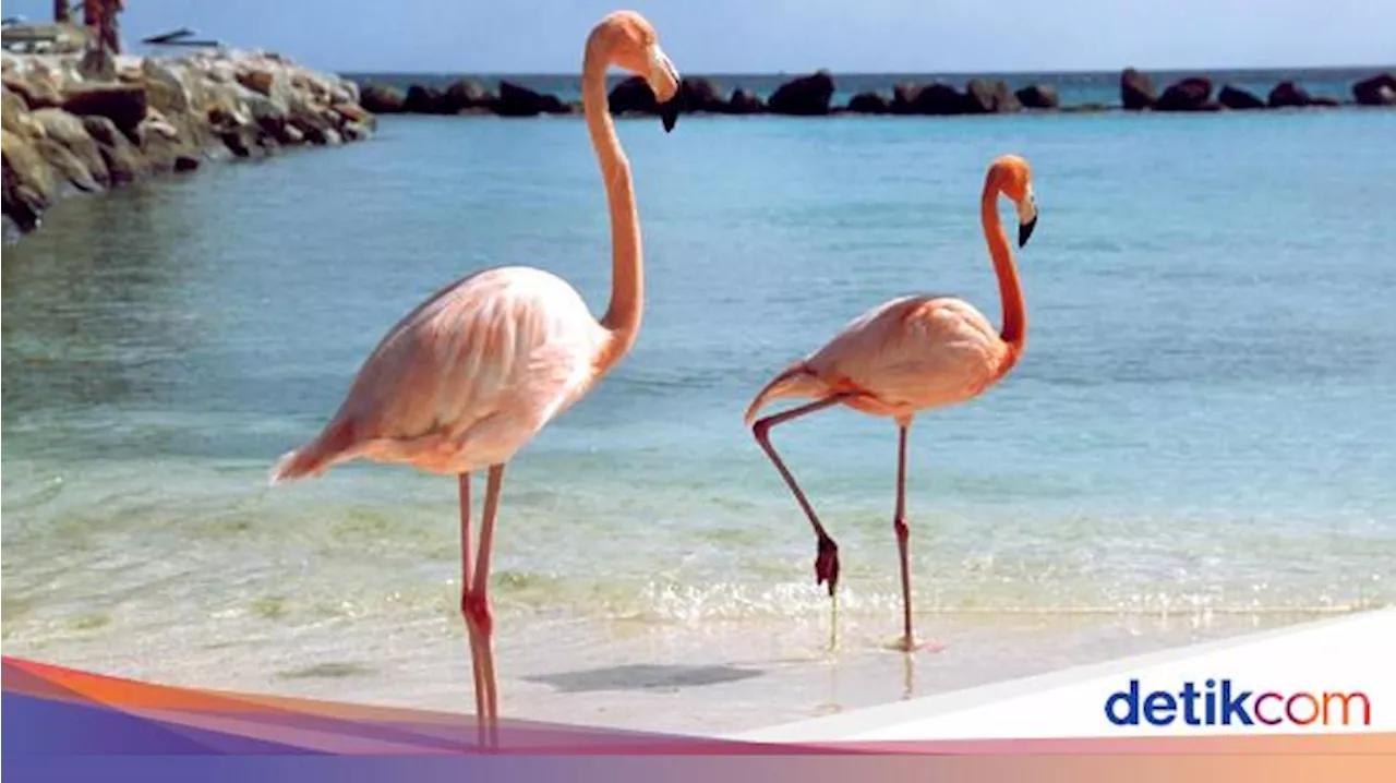 Mengenal Flamingo: Pertumbuhan, Jenis-jenis, dan Alasan Migrasinya