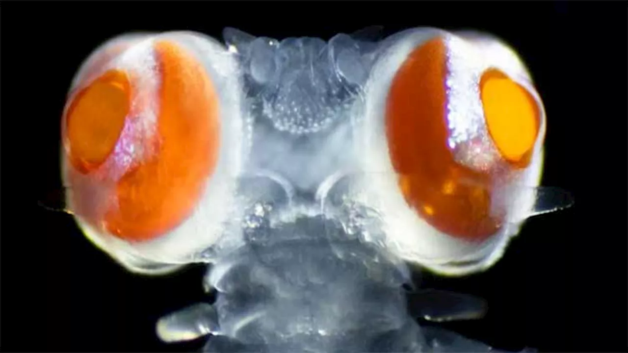 Marine worm with giant eyes 20 times size of its head leaves scientists perplexed