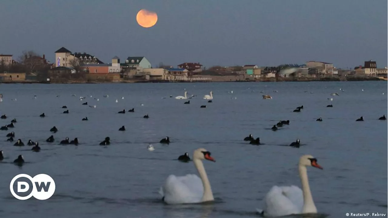 При пожаре в Крыму погибли более 200 животных в зоопарке