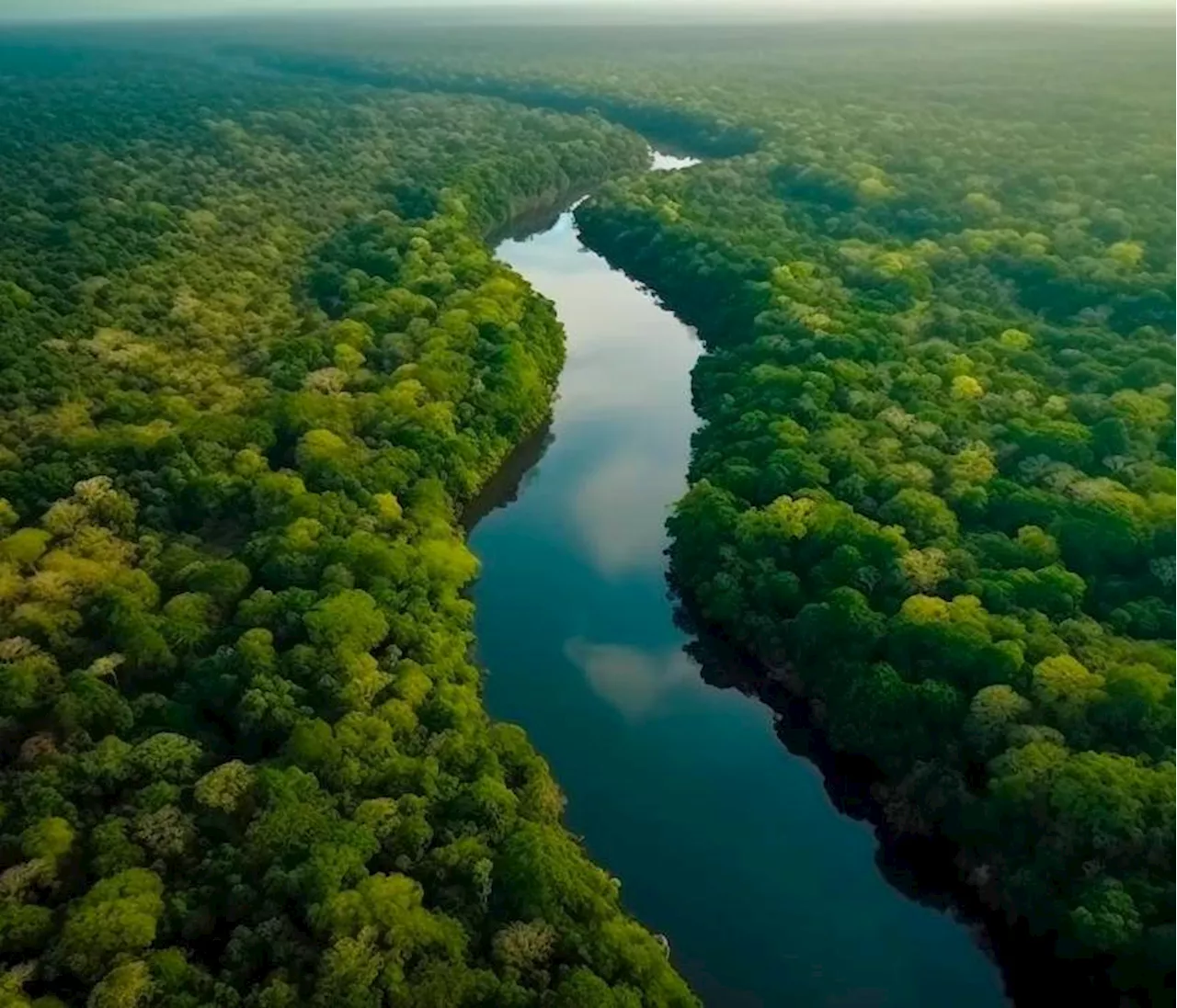 Amazonas: GoTrendier y Saving The Amazon combaten la deforestación