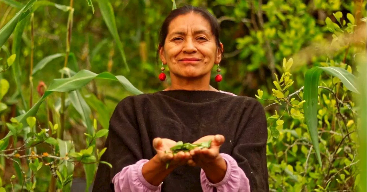 Coca, l’ultima sfida della pianta sacra al colosso della Cola