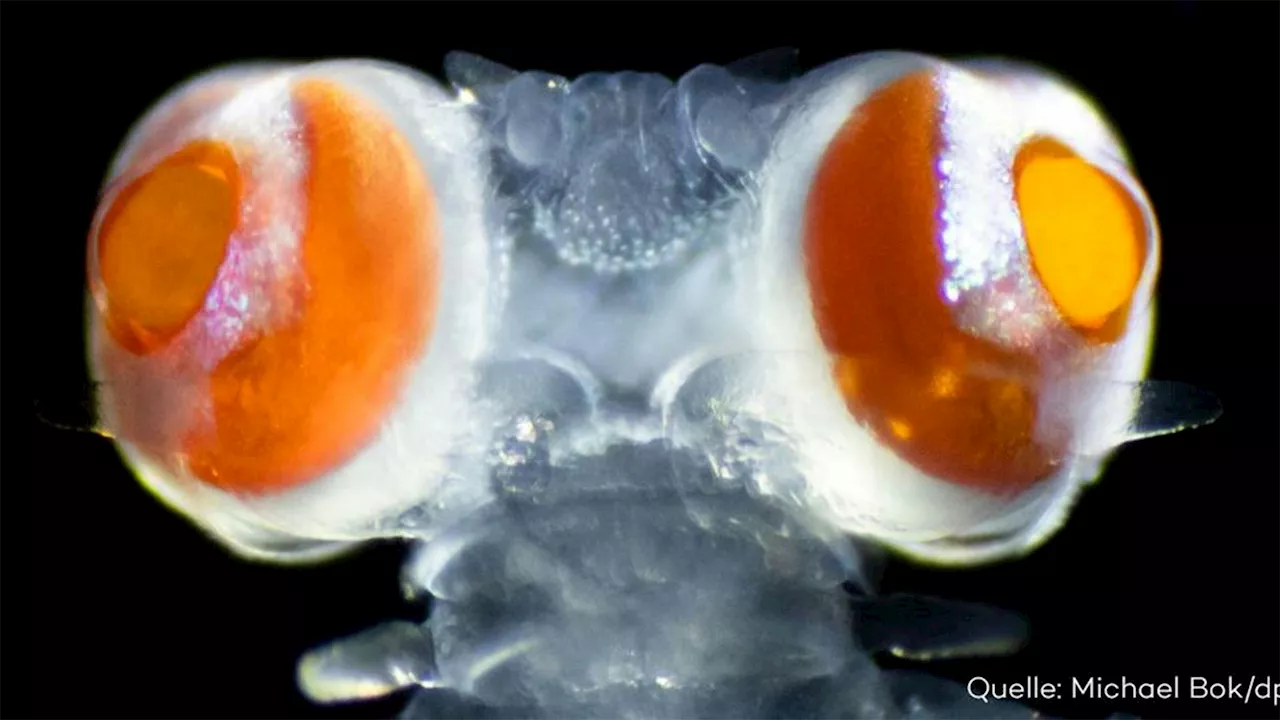 Er sieht alles! Wurm mit Riesenaugen lebt im Mittelmeer