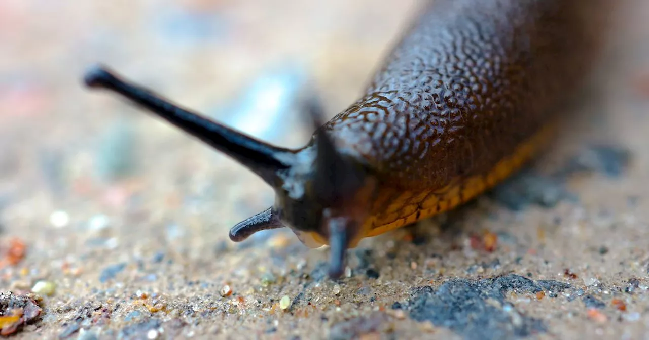 UK Gardeners Urged To Battle Slugs With Corrugated Iron