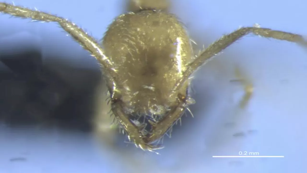 Ant That Must Not Be Named: Newly discovered species resembles Harry Potter villain