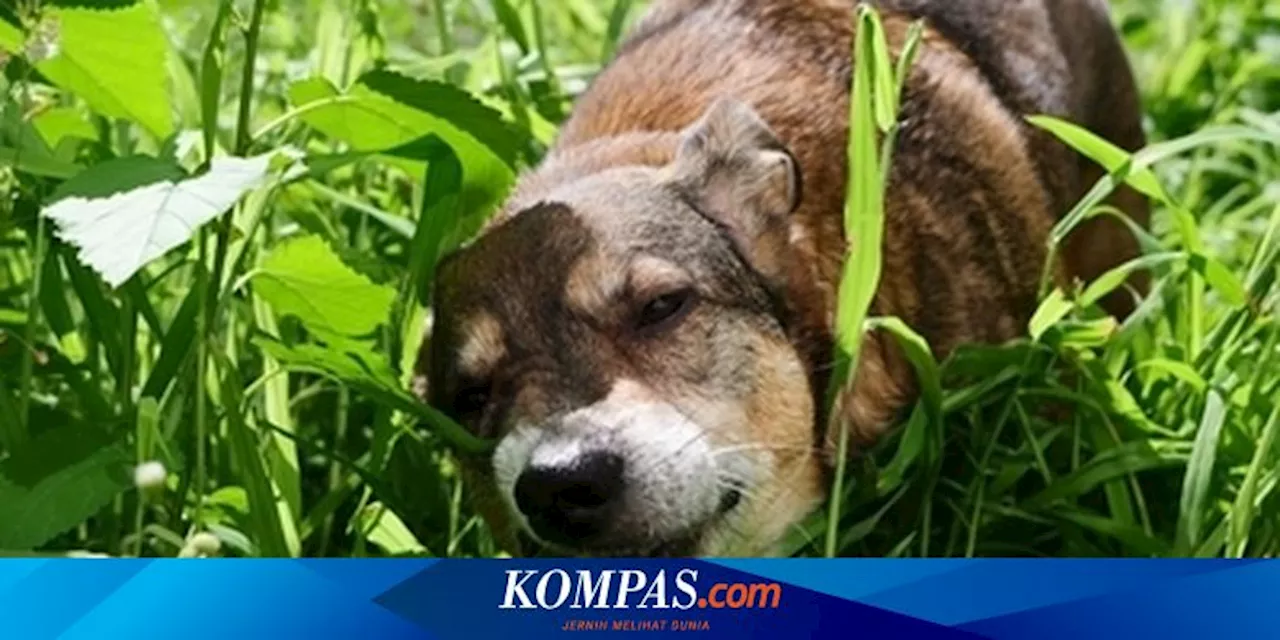 5 Alasan Anjing Memakan Rumput dan Cara Menghentikannya