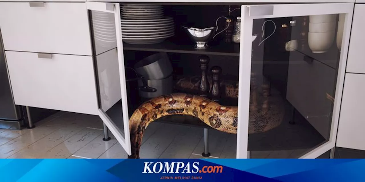 6 Cara Mengusir Ular dari Dapur, Dijamin Pergi Selamanya