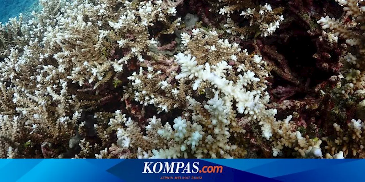 Kenaikan Suhu Laut Sebabkan Episode Baru Pemutihan Karang