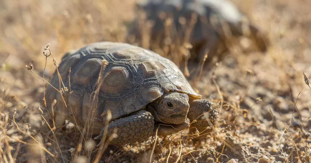 Critically endangered Mojave tortoises emerge from winter shelter