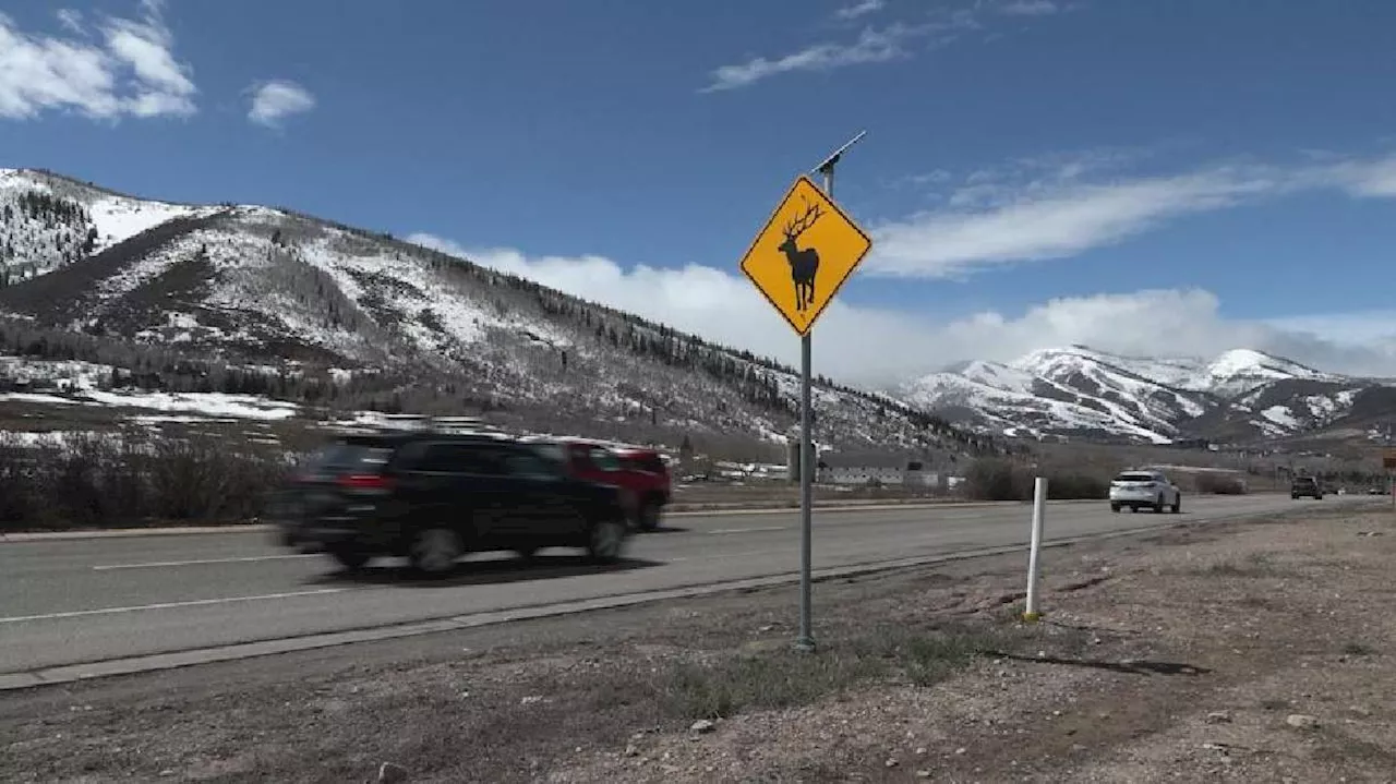 UDOT nixes wildlife crossing idea in Park City to advocacy group's dismay