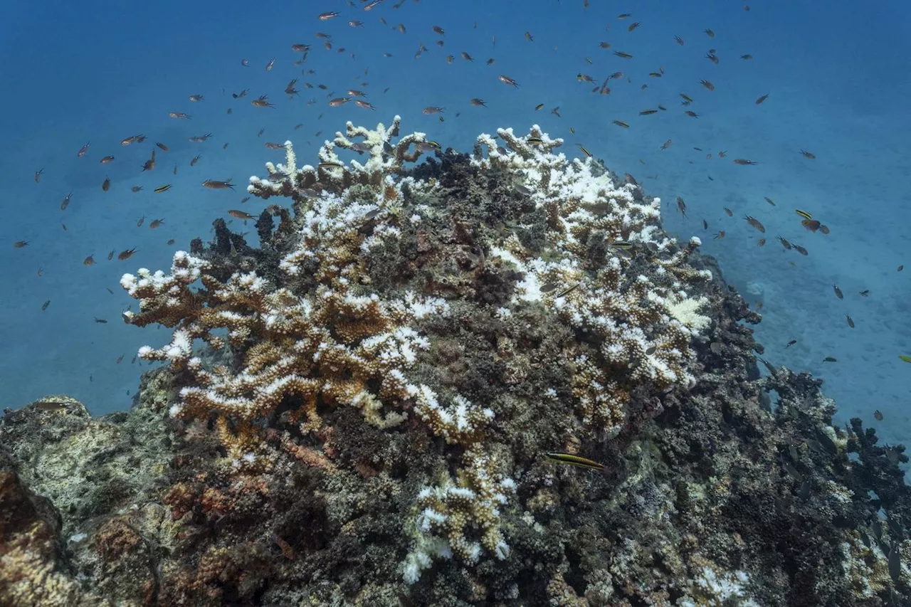 Blanchissement des coraux : « Il faut aider la nature à se reconstruire »