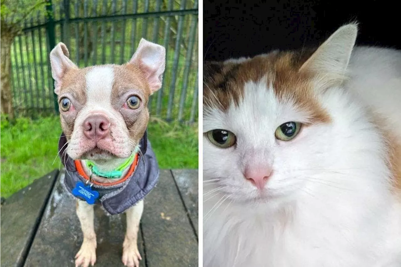 Meet the RSPCA animals including Beans and Kiki currently in desperate need of forever homes