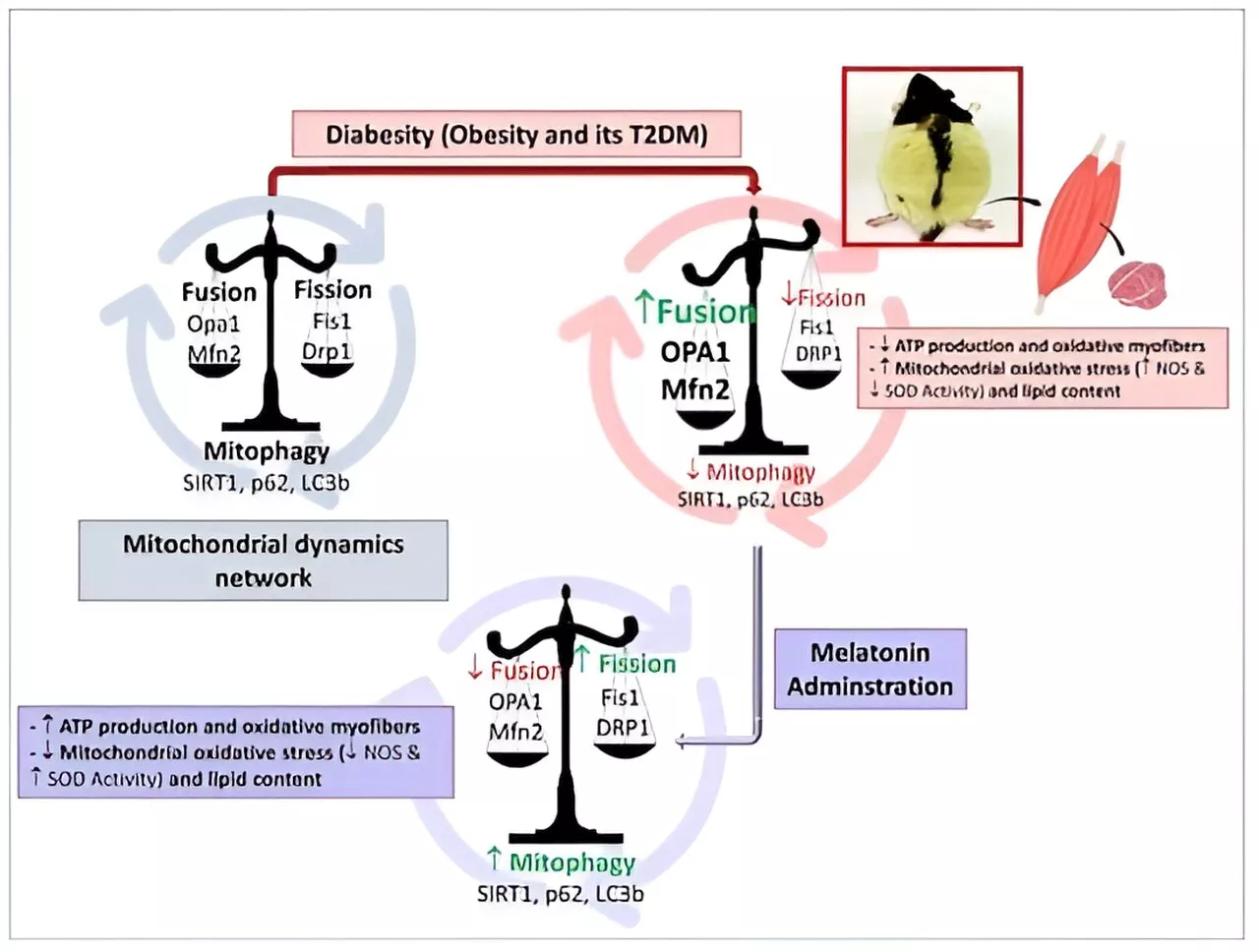 Researchers demonstrate the positive effect of melatonin in the prevention of obesity