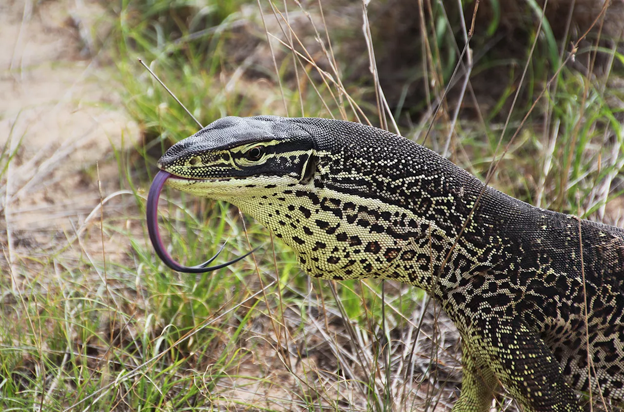 Young toads are teaching Australian lizards to avoid deadly snacks