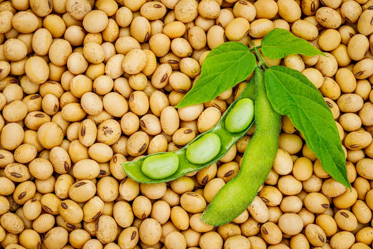 Balancing diets: study reveals plant protein's impact on nutrient levels in Americans