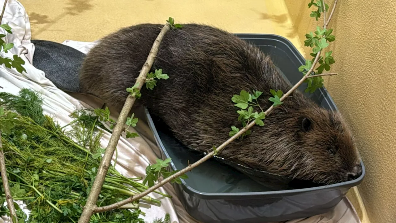 Geretteter Biber findet Zuflucht im Tierschutzhaus Vösendorf