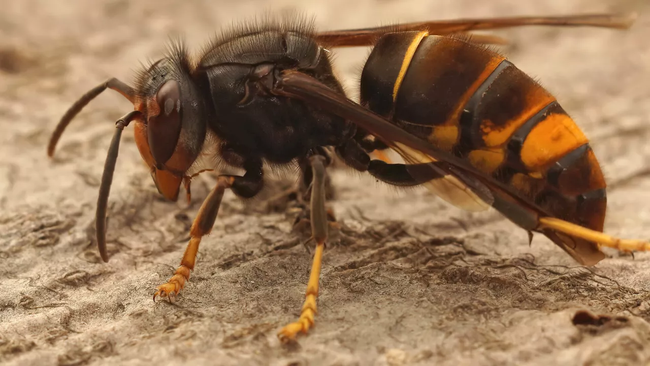 LWK warnt vor eingeschleppten Hornissen, die Bienen fressen