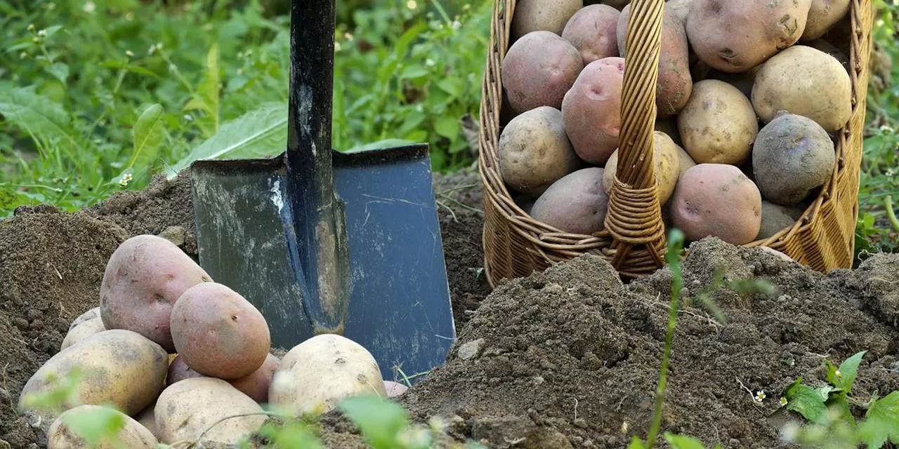 Kartoffeln pflanzen: Tipps zum Anbau & zur Pflege