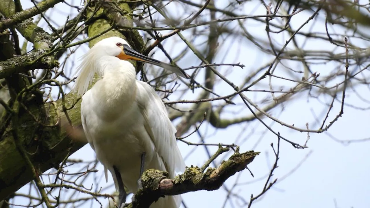 Andere locatie Bevrijdingsfestival Alkmaar vanwege broedende lepelaars