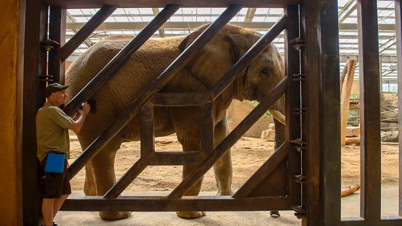 Sachsen-Anhalt: Zoo Magdeburg: Frühestens 2027 Nachwuchs bei Elefanten