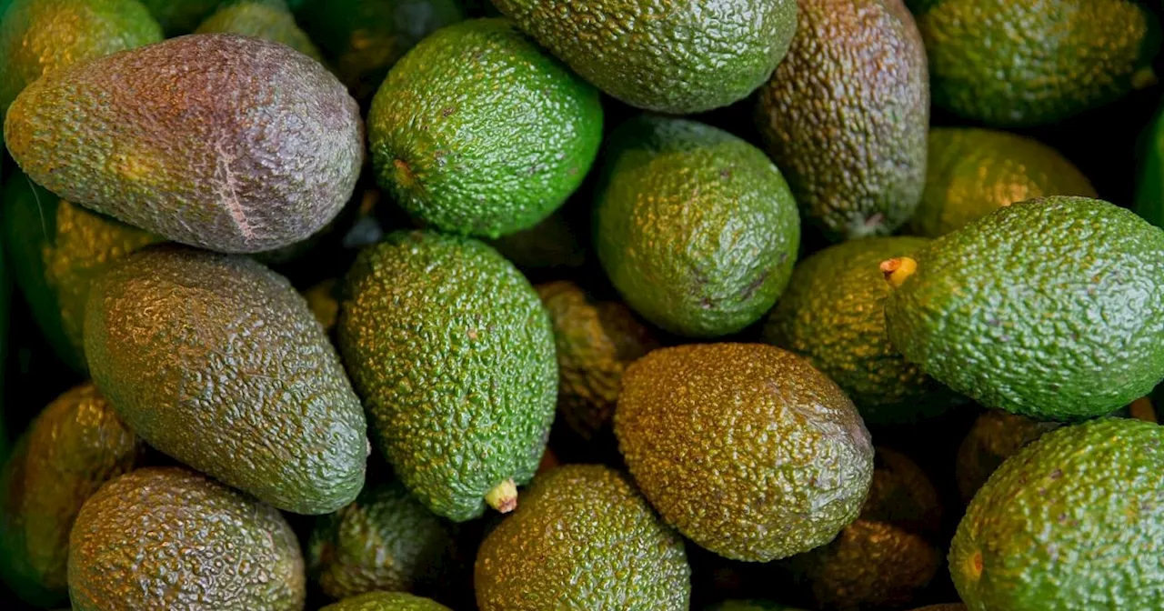 Avocado-Konsum in Deutschland steigt stark an