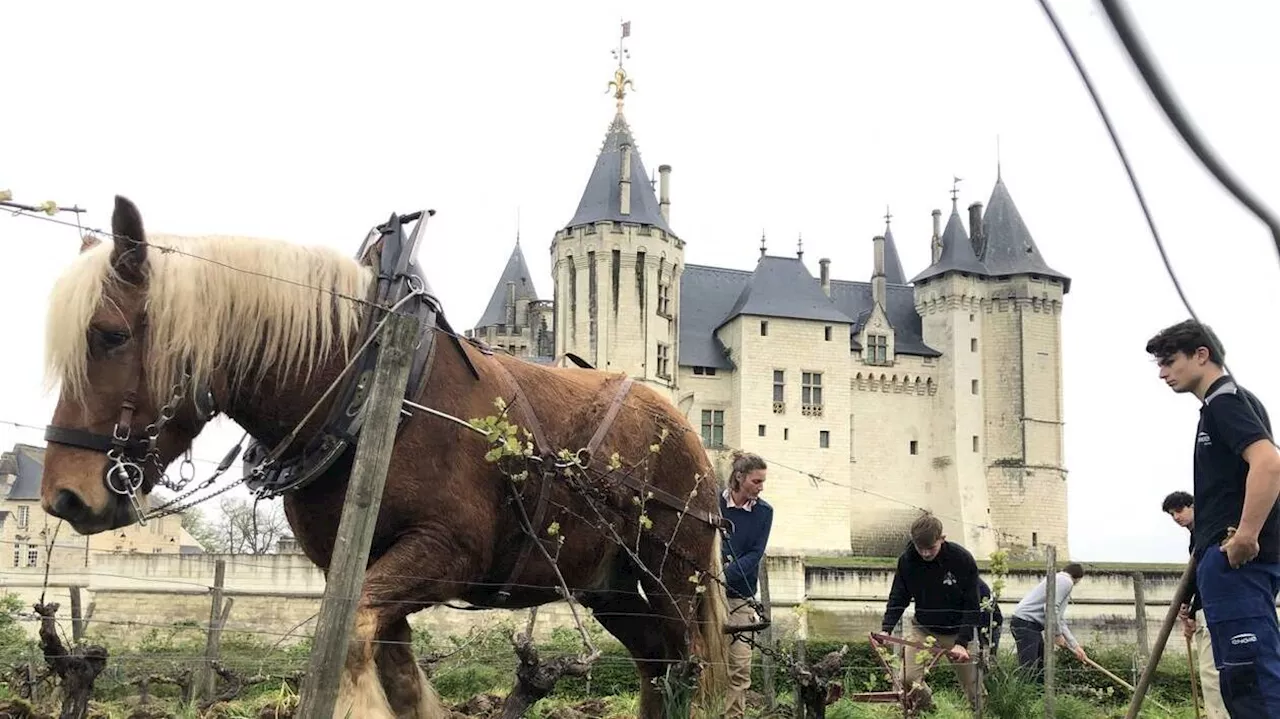 Dans les vignes du château de Saumur, le cheval pour travailler les sols