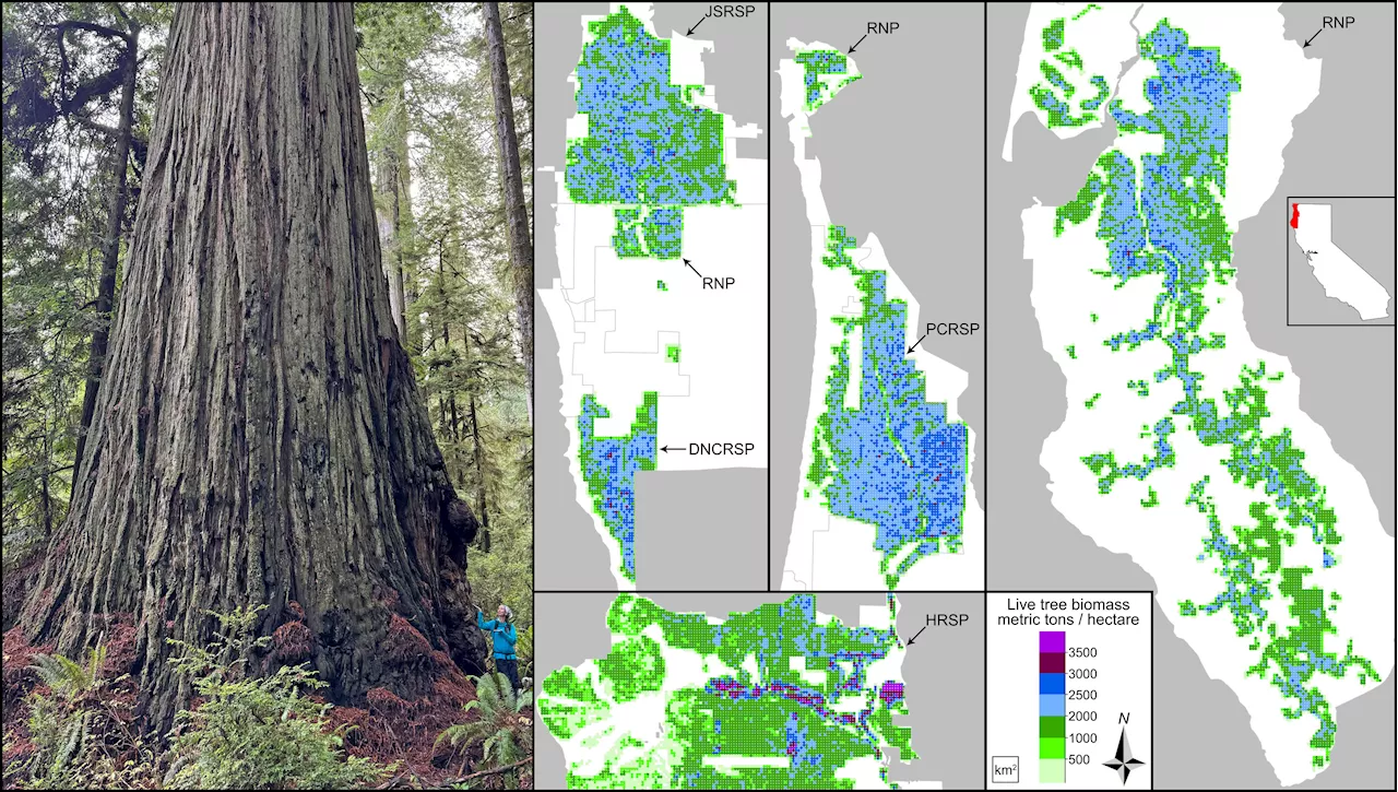 From tape measures to space lasers: Quantifying biomass of the world's tallest forests