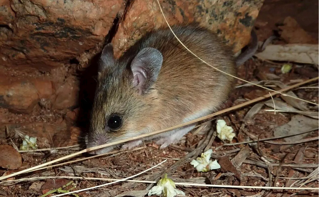 How do Australia's desert animals avoid inbreeding during dry spells?