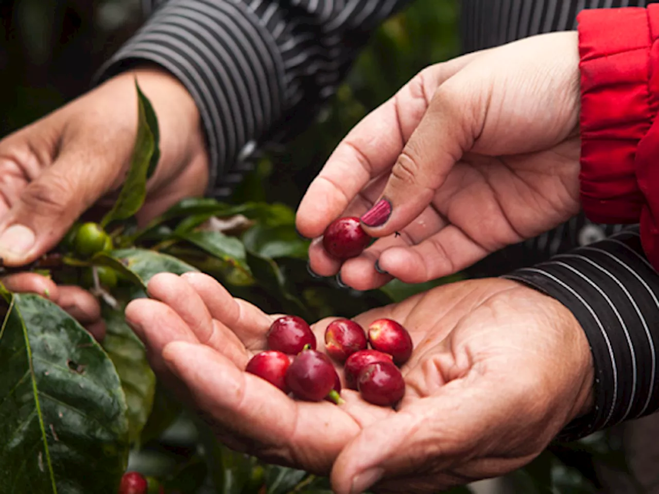 Minagricultura ha otorgado más de $3 billones en recursos a los cafeteros