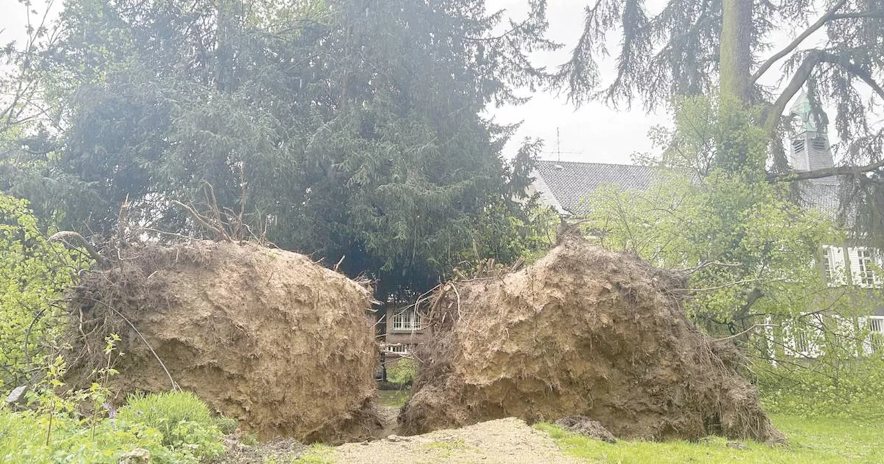 Korschenbroich: Am Rittergut Birkhof entwurzelt Sturm jahrhundertealte Linden​