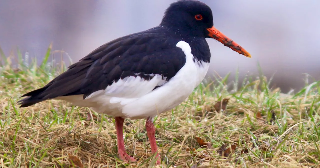 BRUCE MACTAVISH: An Icelandic bird bonanza arrives in N.L. to the delight of birders