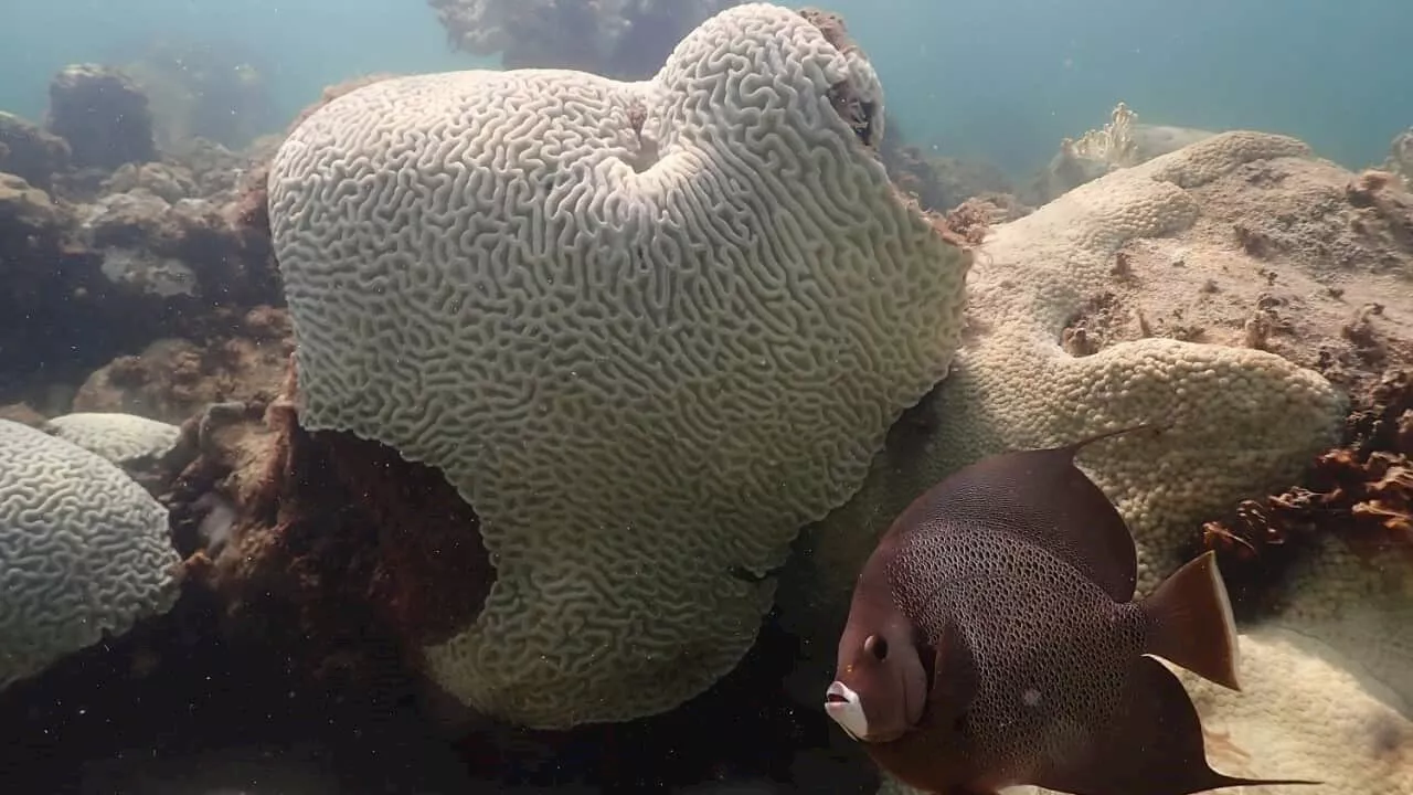 Coral bleaching on the Great Barrier Reef is 'a wake up call'