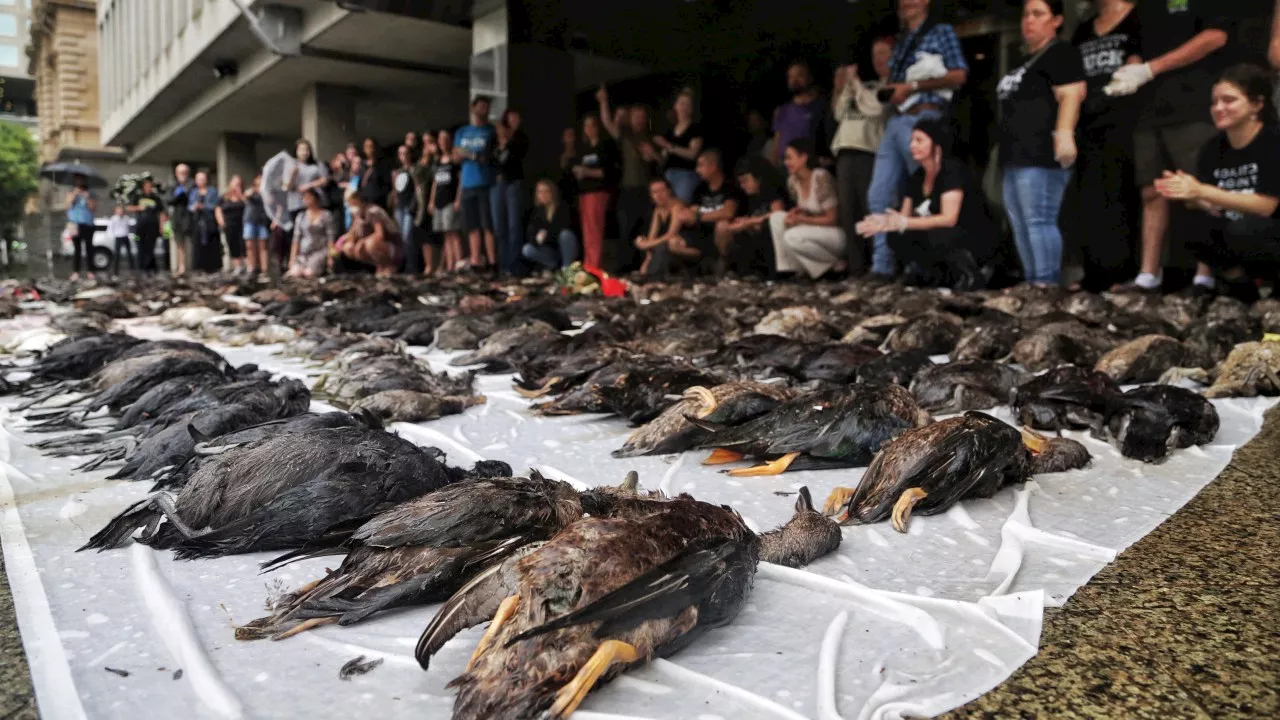 Activists to leave dead ducks at Jacinta Allan’s office as hunting row escalates