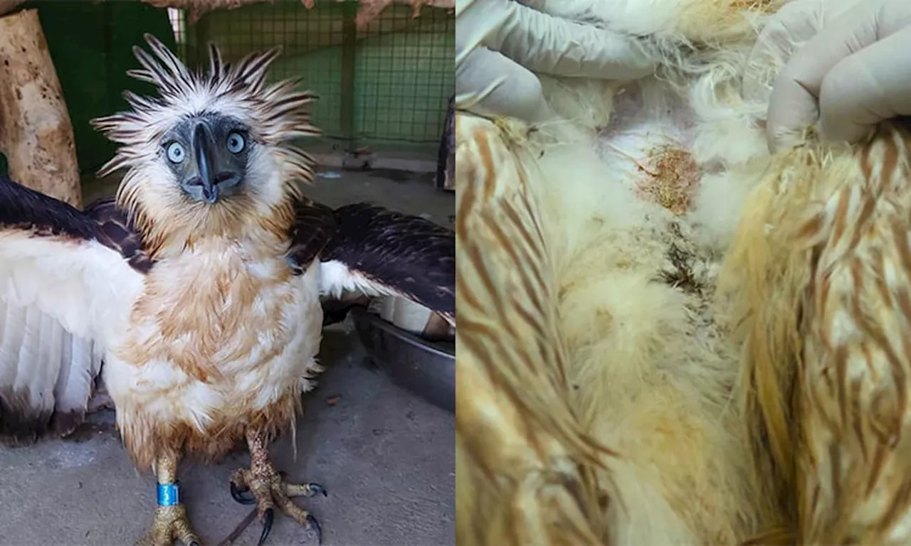 Rescued PH eagle released after rehab