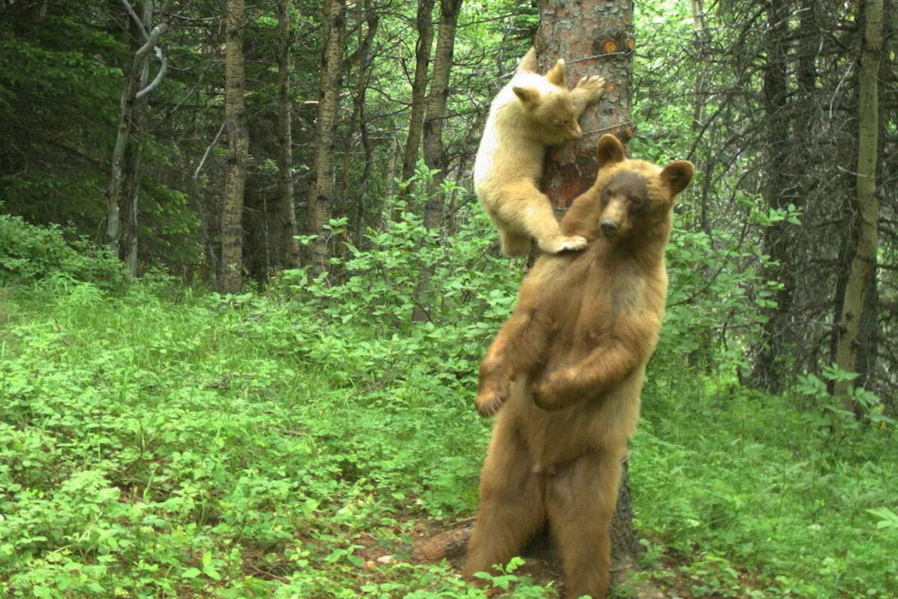 Global study, B.C. researcher analyze how mammals responded during pandemic