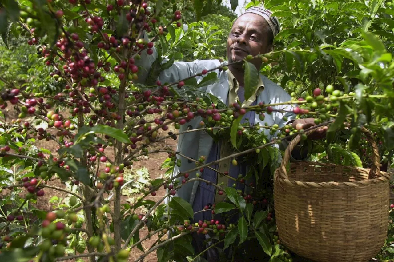 Your morning coffee may be more than a half million years old